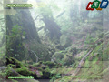 Yakushima Island - Forest of The Princess Mononoke