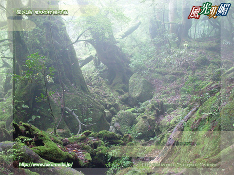 Yakushima Island - Forest of The Princess Mononoke