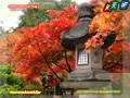 Stone lantern enclosed by autumn tint