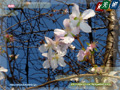 Fuyuzakura - Cherry blossoms that bloom in winter