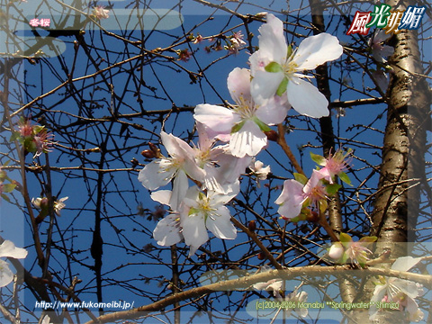 Fuyuzakura - Cherry blossoms that bloom in winter