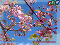 Kawazu-Zakura cherry blossoms