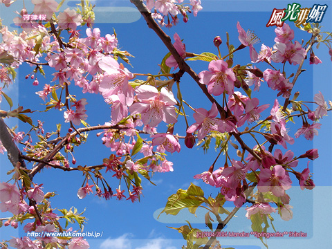 Kawazu-Zakura cherry blossoms