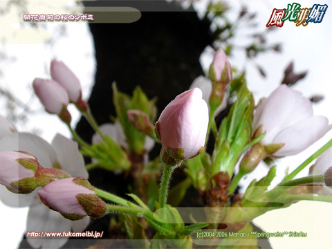 Cherry blossoms bud