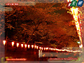 Ueno Park cherry blossoms in the evening