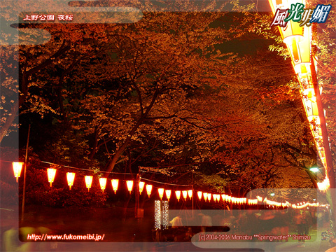 Ueno Park cherry blossoms in the evening