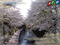 Shakujiigawa river. Roadside trees of cherry blossoms