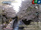 Shakujiigawa river. Roadside trees of cherry blossoms