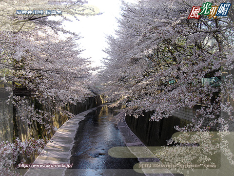 Shakujiigawa river. Roadside trees of cherry blossoms