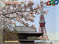 Cherry blossoms in Zojo-ji Temple and Tokyo Tower