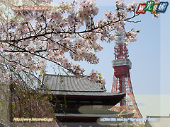 増上寺の桜と東京タワー
