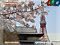 Cherry blossoms in Zojo-ji Temple and Tokyo Tower