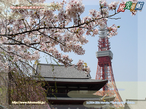 Cherry blossoms in Zojo-ji Temple and Tokyo Tower