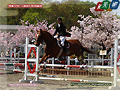 Baji-kouen double-flowered cherry tree and equestrian event