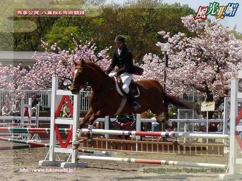 Baji-kouen double-flowered cherry tree and equestrian event