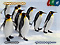 旭山動物園 オウサマペンギンの散歩