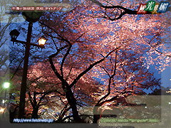 千鳥ヶ淵緑道 夜桜 ライトアップ