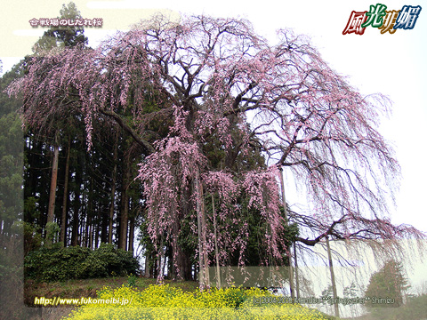 合戦場のしだれ桜