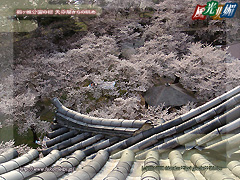 鶴ヶ城公園の桜 天守閣からの眺め