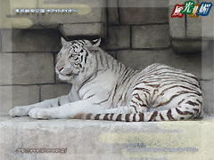 東武動物公園 ホワイトタイガー