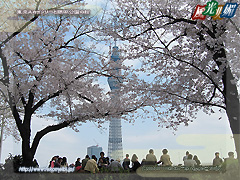 東京スカイツリーと隅田公園の桜